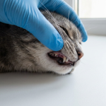 Signs of dental disease in cats visible on a tabby cat's gum line and back teeth during a gentle mouth check