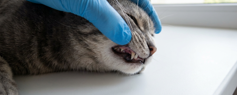 Pet dental care