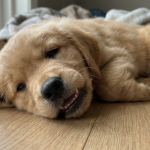 Puppy with mouth slightly open showing small baby teeth during the age when puppies lose their baby teeth