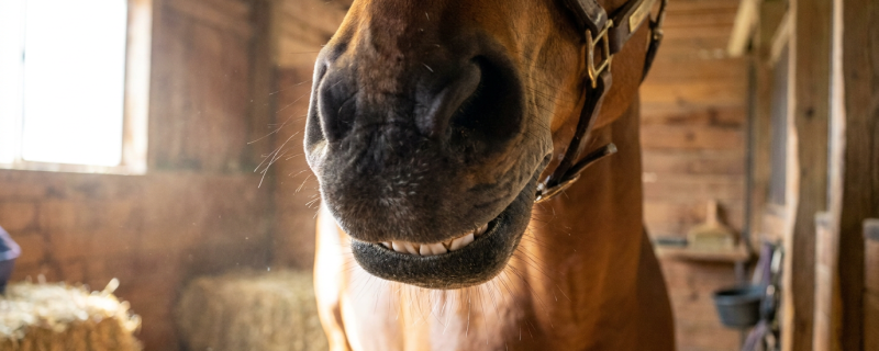 Pet dental care
