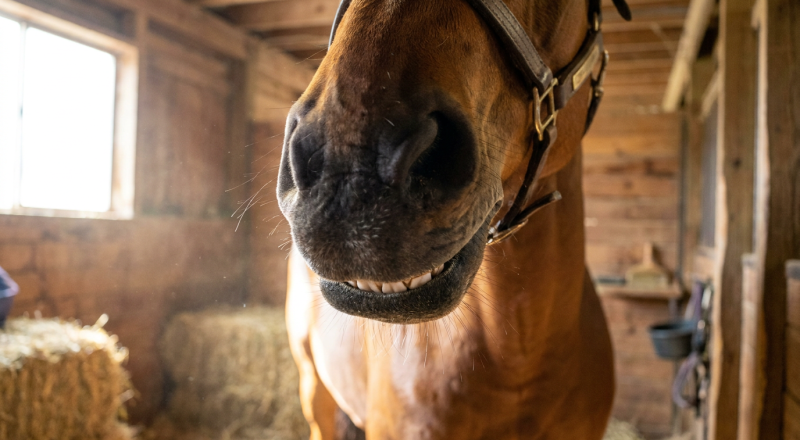 Horse teeth: how many they have, how they grow and how age is read